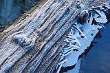 Frosty Log_23450